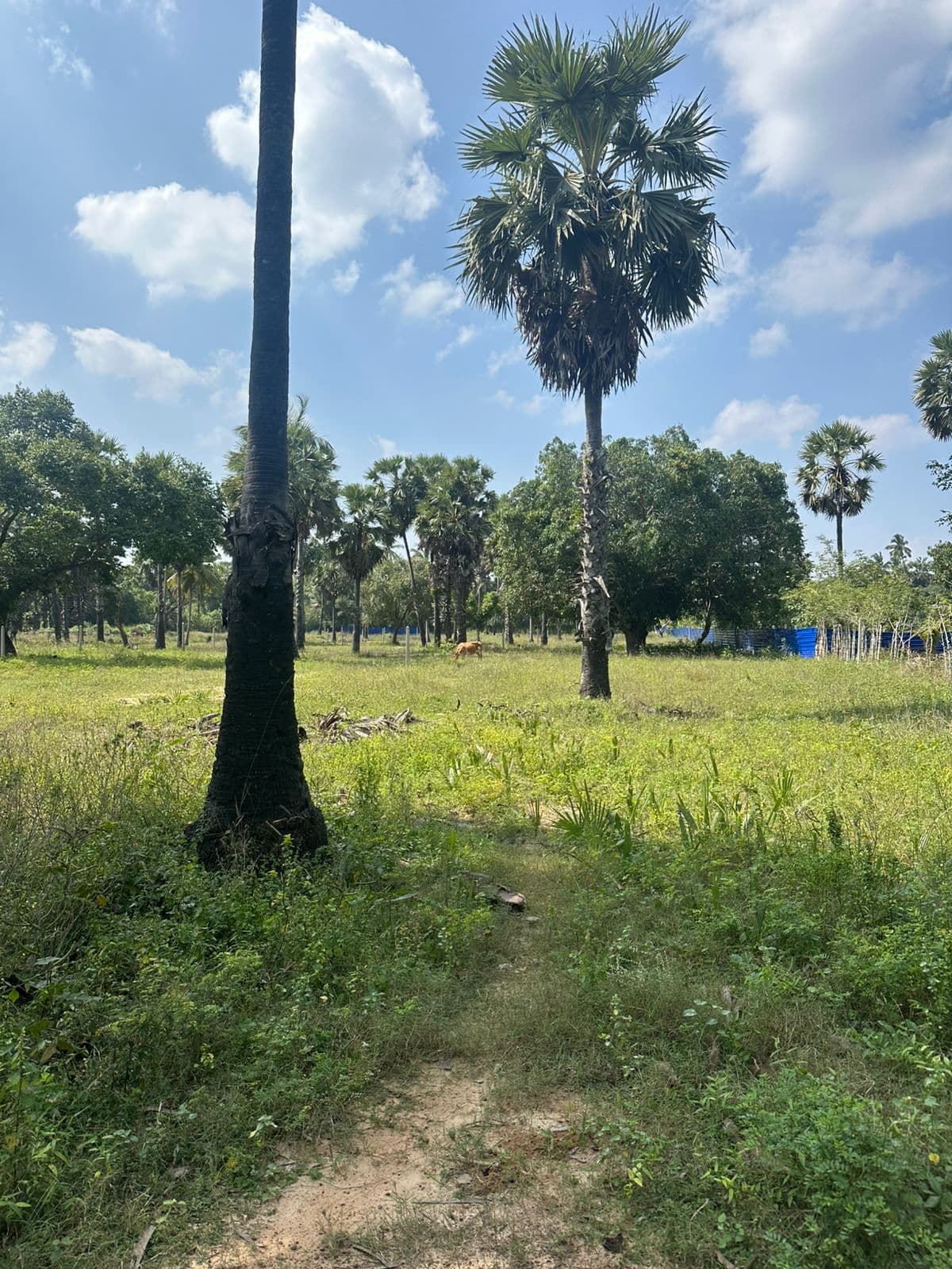 8 Parappu Land for Sale in Meesalai 4