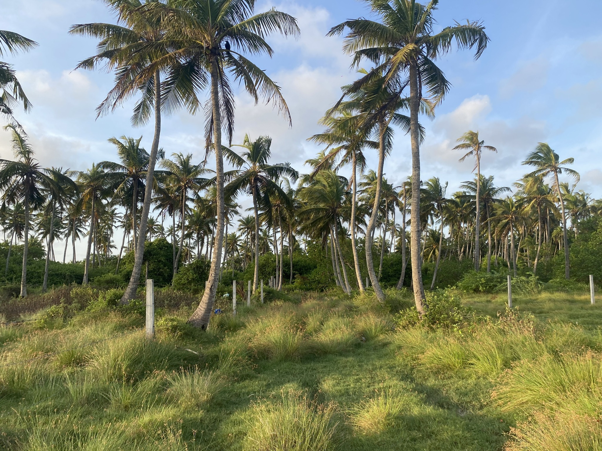 40 Parappu land for sale in Jaffna Ponnalai Road